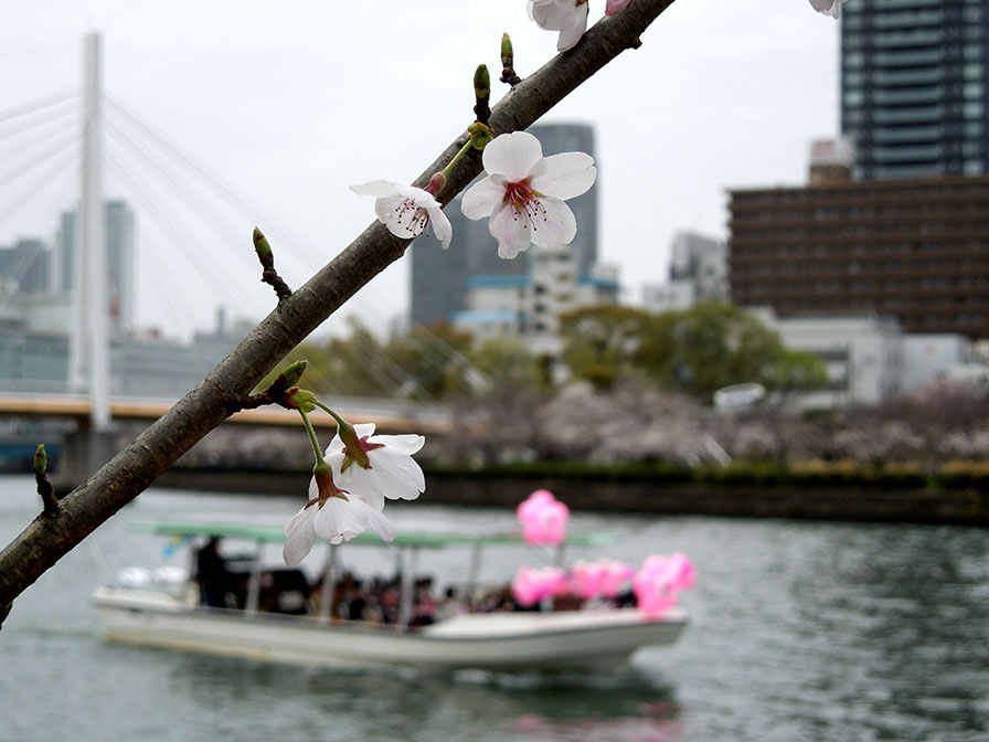 桜と遊覧船
